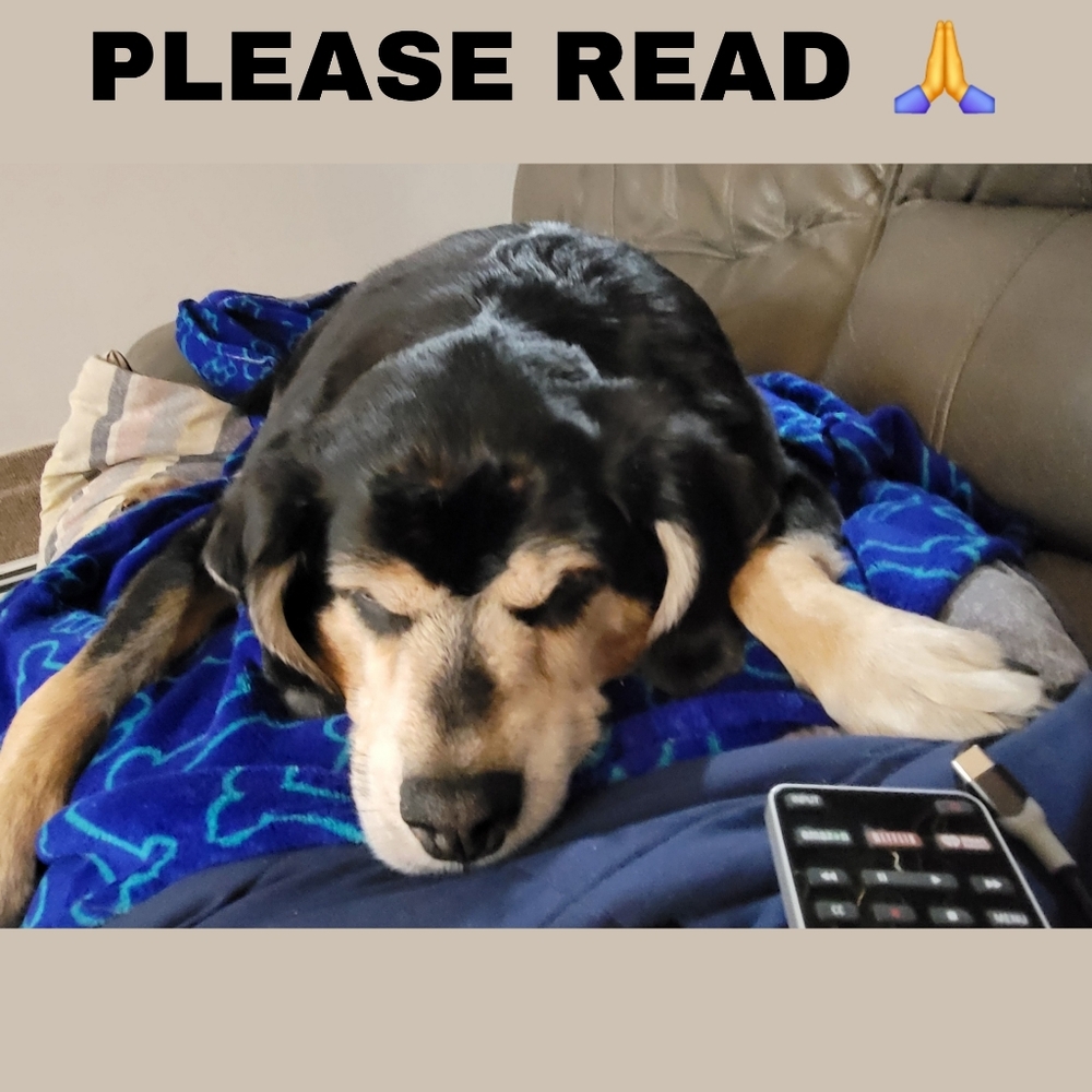 RIP MY SWEETEST SOUL. LOVE YOU RILEY. - Picture 2 of 3
